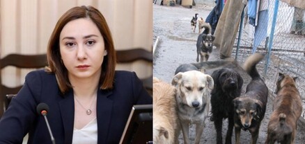 Նպատակը թափառող կենդանիների քանակի կարգավորումն է․ պատգամավոր