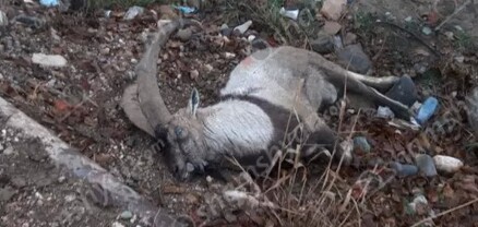 Վայոց ձորի մարզում Mercedes-ը բախվել է «Կարմիր գրքում» գրանցված բեզոարյան այծին, որը տեղում սատկել է․ shamshyan.com