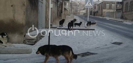 Գավառում շները հարձակվել են մարդկանց վրա․ համայնքապետարանից պարզաբանում են
