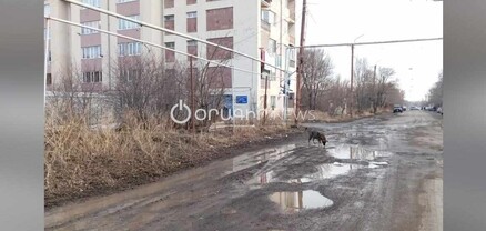 «Յանդեքս» կկանչես, վարորդը չի գա․ էս մեր փողոցը քարտեզից դուրս կետ է դառել. Գյումրիի Կոշտոյան թաղամասի բնակիչ