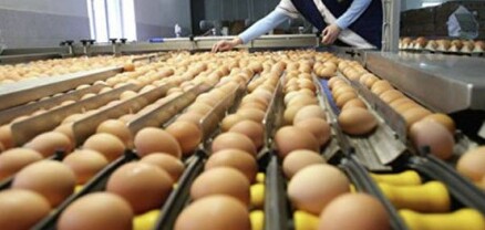 ՀՀ-ում ձվի շուկայում գնային էական փոփոխություններ չեն սպասվում