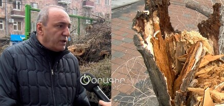 3-րդ մասում 73 ծառ է հատվել․ Արմեն Բեգոյան