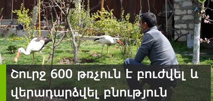 Թող բնությունը որոշի, թե ինչքանով են ուժեղ․ Մանուկ Մանուկյանը շուրջ 600 թռչուն է բուժել և վերադարձրել բնություն