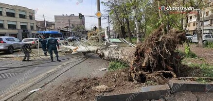 «Մետաքս» թաղամասում հսկայական բարդին արմատից պոկվել ու տապալվել է. shamshyan.com