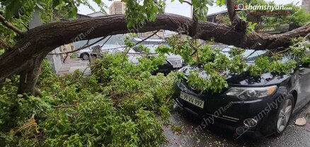 Երևանում ուժեղ քամու հետևանքով հսկայական թթենու ճյուղը կոտրվել ու ընկել է մեքենաների վրա. shamshyan.com