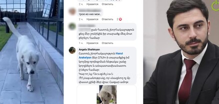 Շանը որդեգրման նպատակով ստերջացրել են ու «անհետացրել». ՀՈԱԿ-ի տնօրենը հետքերը մաքրում է