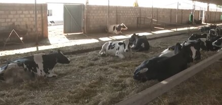 Որ կովը պոզով ա, ստեղ եք պահում, հա՞. Փաշինյանը Այգավանում այցելել է խելացի անասնաշենք