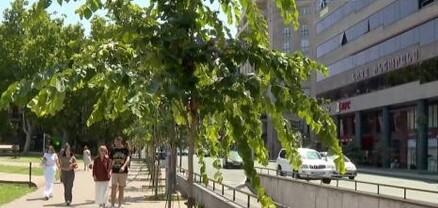Երևանի Թումանյան փողոցում կենսունակությունը կորցրած ծառերը փոխարինվել են նորերով