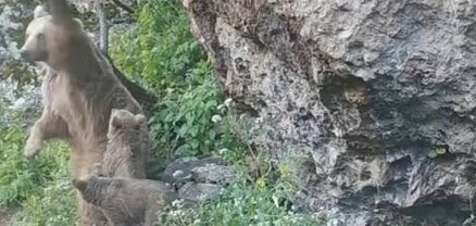 Ֆոտոթակարդները որսացել են Խոսրովի անտառի չարաճճի արջերին