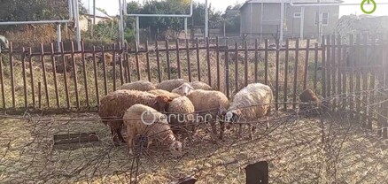 Անասուն պահելը շատ դժվար է, տանջանքը շատ է, մեջն էլ օգուտ չկա. գյուղացի
