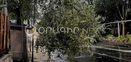 Նոր Նորքում քամին ծառ է կոտրել, ճանապարհը մասամբ փակ է