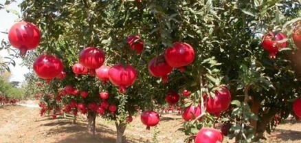 Մեղրիում նռան հայ-իրանական փառատոն կանցկացվի