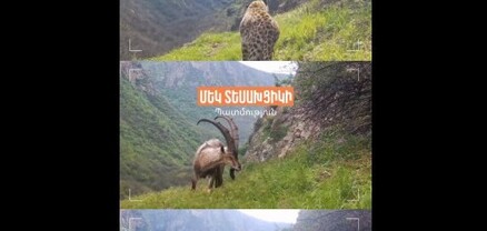 Ընձառյուծ, գորշ արջ և բեզոարյան այծեր. մեկ տեսախցիկի պատմություն