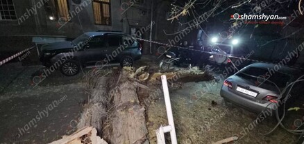 Երևանում արմատից փտած հսկայական ծառն ընկել է քաղաքացու ավտոմեքենայի վրա. shamshyan.com