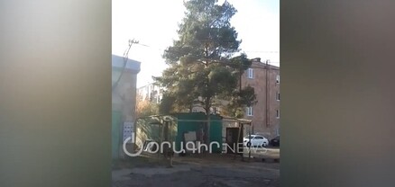 Եղևնիների արանքում բերել, այլանդակ բան են դրել. Չարենցավանի բնակիչ