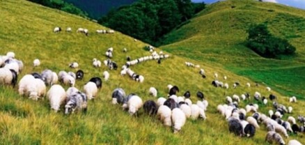 Մի լակոտ անասուններին արտումս արածեցրել է, ասել եմ՝ հանիր, եկել, 5 հոգով ծեծել են․ Գեղադիր գյուղի բնակիչ
