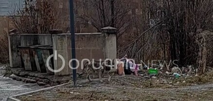 Գայլը շրջում է Սևանի փողոցներում