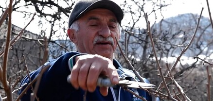 Արճիսեցիները պտղատու այգիներ են մշակում ու շունչները պահած սպասում