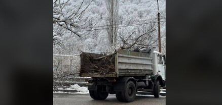 էս ի՞նչ եք անում, այ անգրագետներ․ Դիլիջանում բերքատու ծառերը հերթով կտրում են