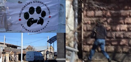 Փողոցային շներին այնպես են բռնում, որ լարից խեղդվում են․ կենդանասեր