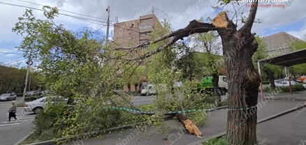 Աջափնյակում ծառն ընկել է մայթին. shamshyan.com