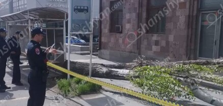 Արտակարգ դեպք՝ Երևանում․ ուժեղ քամու հետևանքով հաստաբուն ծառը արմատից պոկվել և փակել է մայթը․ shamshyan.com