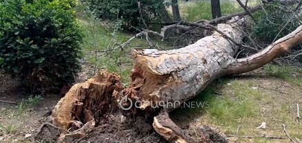 Երբ սակուռան ավելի կարևոր է, քան մարդկանց անվտանգությունը․ այգում քայլելը վտանգավոր է