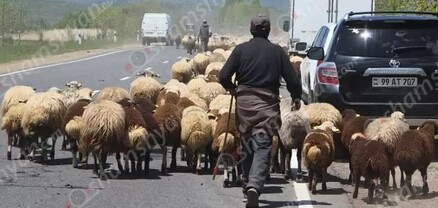 Քաղաքացու անասնագոմից գողացել են 81 գառ. նա հայտնել է, որ իրեն պատճառվել է մի քանի միլիոնի վնաս