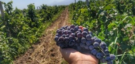 Խաղողի հարցում ՔՊ-ն անկարող է և անպատասխանատու