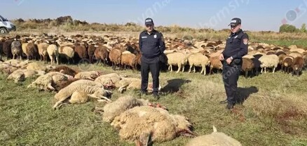 Էլեկտրալարը կպել էր հոսանքի գծին ու ընկել․ Վարդանաշենում հոսանքահարված ոչխարները սատկել են