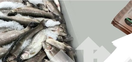«Իշխան» ձկնատեսակի գինը նոյեմբերին աճել է 13.7%-ով. թվեր. Ժողովուրդ