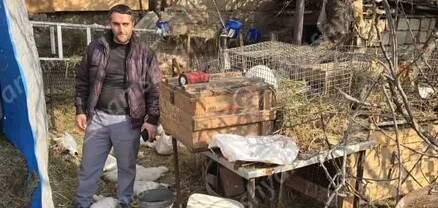 Երևանում թափառող շները խեղդամահ են արել բնակչին պատկանող 20 նապաստակներից 18-ին․ shamshyan.com