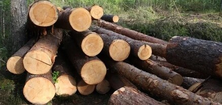 Պարեկները Սյունիքում բացահայտել են ապօրինի ծառահատման դեպք