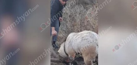 Սյունիքում օգնության են հասել մետաղական ցանցի մեջ արգելափակված Բեզոարյան այծին և փրկել