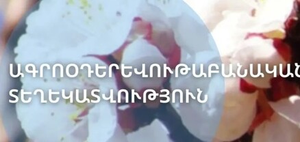 Արարատյան դաշտում դիտվել է ծիրանենու մասսայական ծաղկում