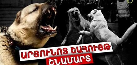 Եկամուտ և խաղադրույքներ․ շնամարտը՝ որպես բիզնես