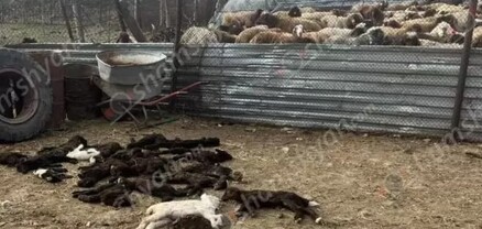 Քարակերտում կասկածելի հիվանդության պատճառով մոտ 100 ոչխարներ ու գառներ են սատկել