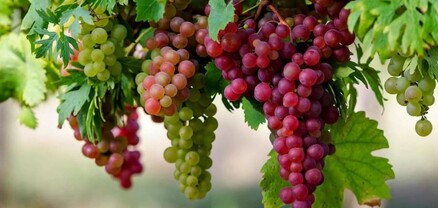 2026-ին ևս՝ նախորդ 2 տարիների նման, խաղողի մթերումը կլինի անխոչընդոտ. Գևորգ Պապոյան