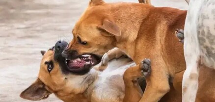 Սպիտակում շնամարտեր անցկացնելու համար 3 անձ է բերման ենթարկվել