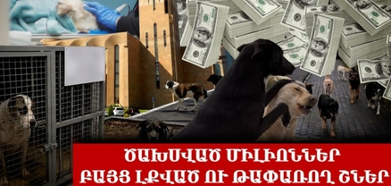 Թափառող ու «տնական» շների խնդիրը. ստերջացնում են, միլիոններ են ծախսում, բայց օգուտ չկա