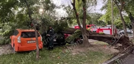 Արտակարգ դեպք Երևանում․ հաստաբուն ծառը արմատից պոկվել ու տապալվել է՝ վնասելով մի քանի ավտոմեքենա