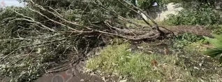 Բյուրեղավանում ծառն արմատից պոկվել ու ընկել է կայանված Nissan-ի վրա
