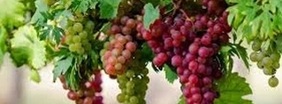 Կպետականացվի խաղողագործության և գինեգործության հիմնադրամի թվային համակարգը․ Ժողովուրդ