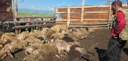 Ծաղկունքը շոկի մեջ է․ գայլերը 300-ից ավելի ոչխար ու գառ են հոշոտել