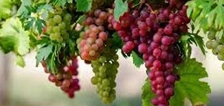 Կպետականացվի խաղողագործության և գինեգործության հիմնադրամի թվային համակարգը․ Ժողովուրդ