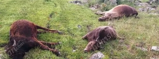 Առեղծվածային դեպք. հովիվը իր  կովերին, ցուլիկներին և երինջին հայտնաբերել է սատկած․ կա տեսակետ, որ թունավորել են