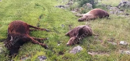 Առեղծվածային դեպք. հովիվը իր  կովերին, ցուլիկներին և երինջին հայտնաբերել է սատկած․ կա տեսակետ, որ թունավորել են