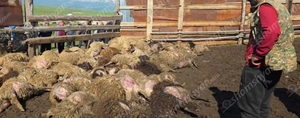 Ծաղկունքը շոկի մեջ է․ գայլերը 300-ից ավելի ոչխար ու գառ են հոշոտել