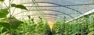 Նոր ծրագիր՝ 1 հա և ավելի ջերմատնային տնտեսություններ ունեցող տնտեսվարողներին աջակցելու համար