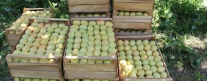 Հունիսի 1-ից հուլիսի 19-ը Հայաստանից արտահանվել է 7,654 տոննա ծիրան․ Պապոյան
